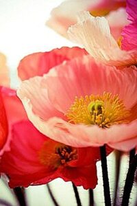 50,000 shirley poppies seeds: pastel poppy seeds