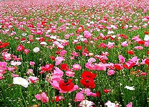 50,000 Shirley Poppies Seeds: Pastel Poppy Seeds