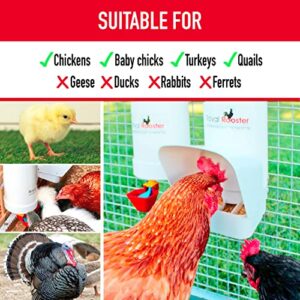 Royal Rooster Chicken Feeder and Waterer Set - Includes 1 Gallon Waterer with 2 Cups and 7lb Feeder for Chickens - Chicken Coop Accessories with Hanging Chicken Poultry Feeder and Chicken Waterer Kit