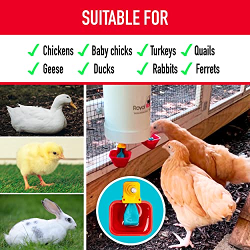 Royal Rooster 1 Gallon Automatic Twin Chicken Waterer with 2 Gravity-Feed Valve-Operated Drinking Cups - Indoor and Outdoor Coop Hanging Chicken, Duck and Poultry Water Dispensing System