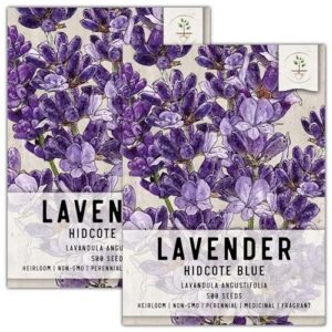 seed needs, blue hidcote lavender seeds - 500 heirloom seeds for planting lavandula angustifolia - fragrant perennial medicinal herb for outdoor gardens (2 packs)