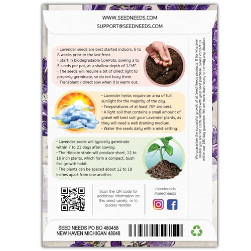 Seed Needs, Blue Hidcote Lavender Seeds - 500 Heirloom Seeds for Planting Lavandula angustifolia - Fragrant Perennial Medicinal Herb for Outdoor Gardens (2 Packs)
