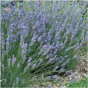 Seed Needs, Blue Hidcote Lavender Seeds - 500 Heirloom Seeds for Planting Lavandula angustifolia - Fragrant Perennial Medicinal Herb for Outdoor Gardens (2 Packs)