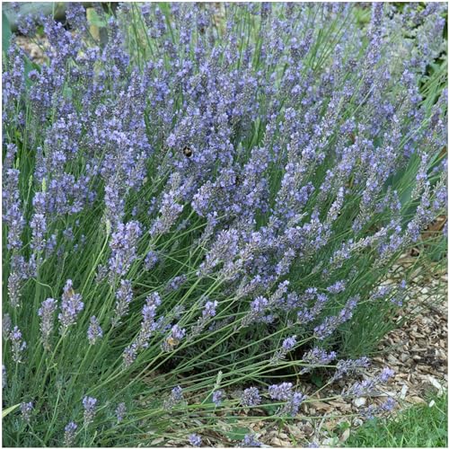 Seed Needs, Blue Hidcote Lavender Seeds - 500 Heirloom Seeds for Planting Lavandula angustifolia - Fragrant Perennial Medicinal Herb for Outdoor Gardens (2 Packs)