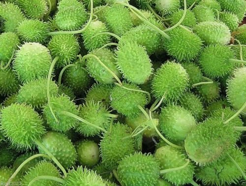 100 West Indian Gherkin (Cucumis anguria) burr cucumber~Vegetable Seeds,Heirloom