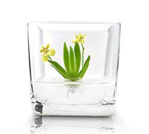 bloomify miniature orchid terrarium, open pot design, maintenance free, 3" glass votive