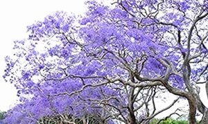 golden autumn farm- 25 blue jacaranda tree jacaranda mimosifolia seeds/excellent as bonsai