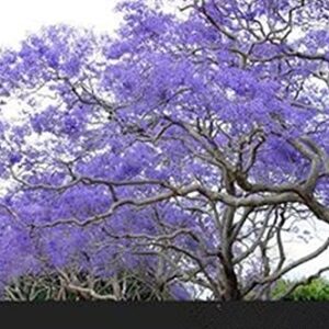 Golden autumn farm- 25 Blue Jacaranda Tree Jacaranda Mimosifolia Seeds/Excellent As Bonsai