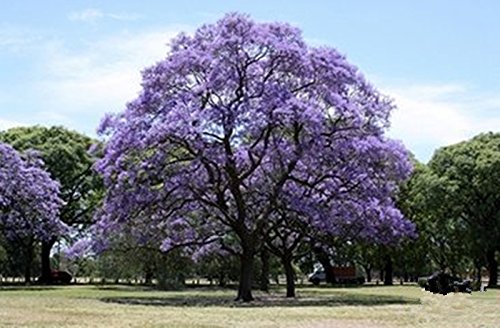 Golden autumn farm- 25 Blue Jacaranda Tree Jacaranda Mimosifolia Seeds/Excellent As Bonsai