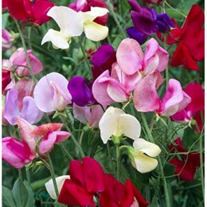 Earthcare Seeds Fragrant Sweet Peas 100 Seeds Royal Family (Lathyrus odoratus)