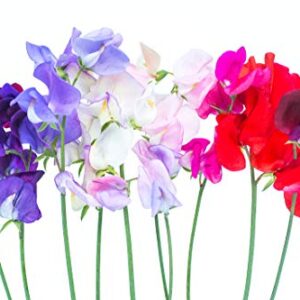 Earthcare Seeds Fragrant Sweet Peas 100 Seeds Royal Family (Lathyrus odoratus)