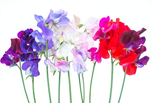 Earthcare Seeds Fragrant Sweet Peas 100 Seeds Royal Family (Lathyrus odoratus)