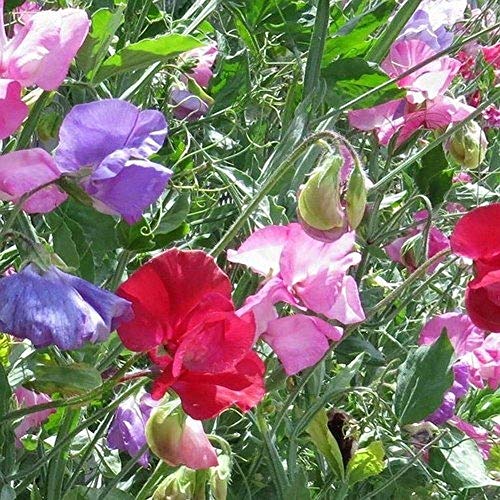 Earthcare Seeds Fragrant Sweet Peas 100 Seeds Royal Family (Lathyrus odoratus)