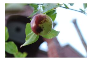 zizyphus jujuba indian jujube seeds 7 hard to find seeds small tree bright green leaves loves hot summers works well as bonsai or standard