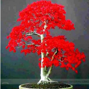 100% true japanese red maple bonsai tree cheap seeds, pro pack, 20 seeds / pack, 2 packs, very beautiful indoor tree nf924