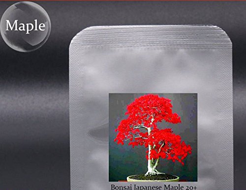 100% True Japanese Red Maple Bonsai Tree Cheap Seeds, Pro Pack, 20 Seeds / Pack, 2 Packs, Very Beautiful Indoor Tree NF924