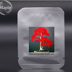 100% True Japanese Red Maple Bonsai Tree Cheap Seeds, Pro Pack, 20 Seeds / Pack, 2 Packs, Very Beautiful Indoor Tree NF924