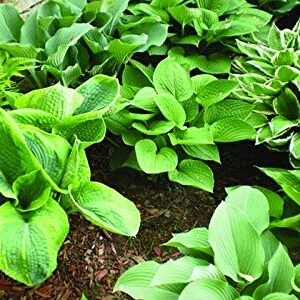 Hosta Perenial Mixed Bare Root Plans 9 Pack