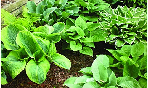 Hosta Perenial Mixed Bare Root Plans 9 Pack