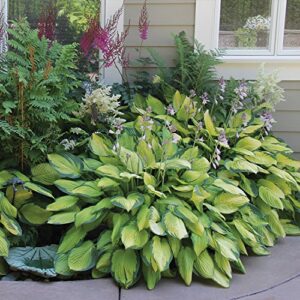 hosta perenial mixed bare root plans 9 pack