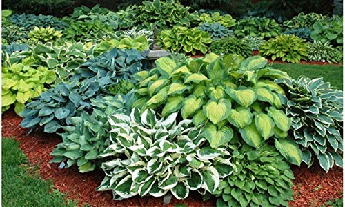 Hosta Perenial Mixed Bare Root Plans 9 Pack