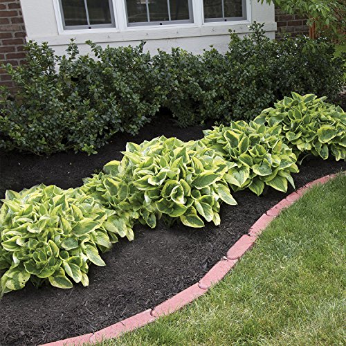 Hosta Perenial Mixed Bare Root Plans 9 Pack