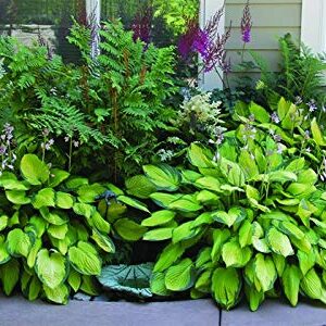 Hosta Perenial Mixed Bare Root Plans 9 Pack