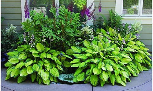 Hosta Perenial Mixed Bare Root Plans 9 Pack