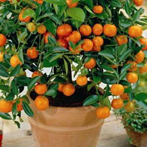 10 Edible Fruit Mandarin Bonsai Tree Seeds, Citrus Bonsai Mandarin Orange Seeds