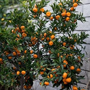 10 Edible Fruit Mandarin Bonsai Tree Seeds, Citrus Bonsai Mandarin Orange Seeds