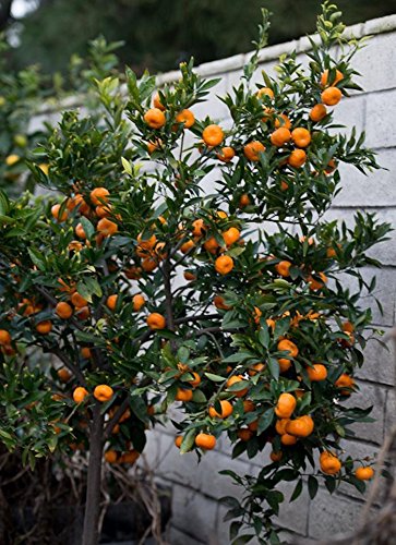 10 Edible Fruit Mandarin Bonsai Tree Seeds, Citrus Bonsai Mandarin Orange Seeds