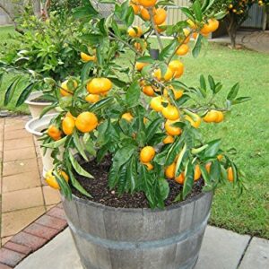 10 Edible Fruit Mandarin Bonsai Tree Seeds, Citrus Bonsai Mandarin Orange Seeds