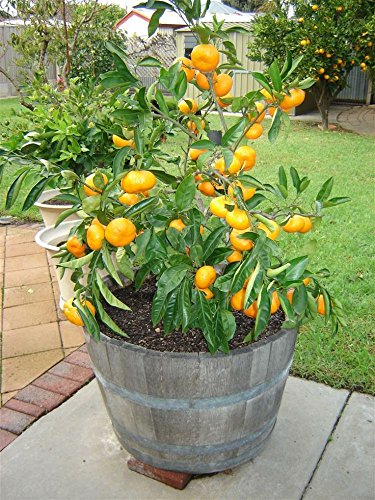 10 Edible Fruit Mandarin Bonsai Tree Seeds, Citrus Bonsai Mandarin Orange Seeds