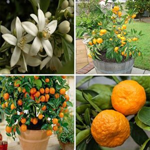 10 Edible Fruit Mandarin Bonsai Tree Seeds, Citrus Bonsai Mandarin Orange Seeds