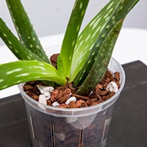 rePotme 6 inch Orchid Pot 3 Pack - Slotted Orchid Pots with Holes for Repotting (Crystal Clear)