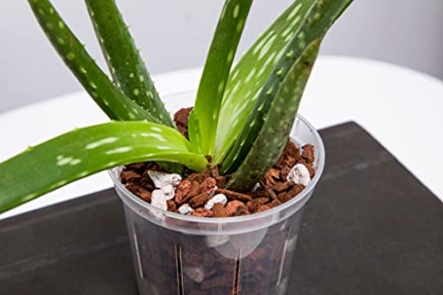 rePotme 6 inch Orchid Pot 3 Pack - Slotted Orchid Pots with Holes for Repotting (Crystal Clear)