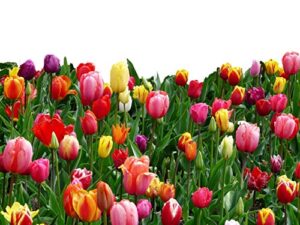 tulip bulbs - landscaper mix - 100 bulbs, mixed, container garden, cut flower garden, deer resistant, easy to grow maintain, fragrant