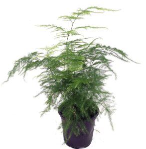fern leaf plumosus asparagus fern - 4" pot - easy to grow - great houseplant