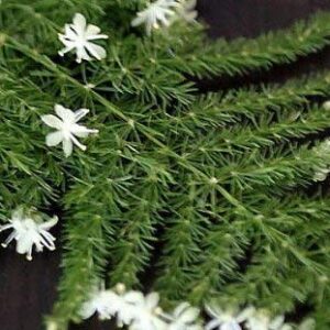 Fern Leaf Plumosus Asparagus Fern - 4" Pot - Easy to Grow - Great Houseplant