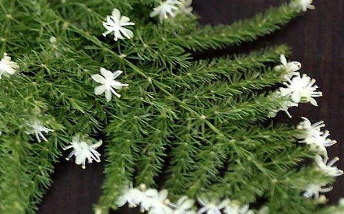 Fern Leaf Plumosus Asparagus Fern - 4" Pot - Easy to Grow - Great Houseplant