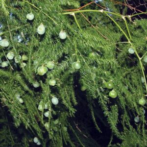 Fern Leaf Plumosus Asparagus Fern - 4" Pot - Easy to Grow - Great Houseplant