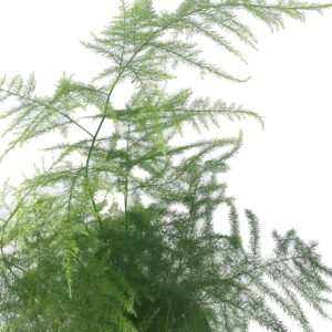 Fern Leaf Plumosus Asparagus Fern - 4" Pot - Easy to Grow - Great Houseplant