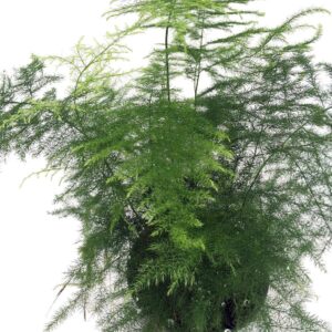 Fern Leaf Plumosus Asparagus Fern - 4" Pot - Easy to Grow - Great Houseplant