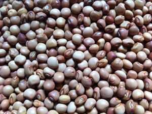 100 pigeon pea, known as/gandules/jamaican gungo/congo peas- heirloom seeds