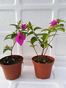 *two royal purple bougainvillea plant -indoors/out or bonsai/from jmbamboo