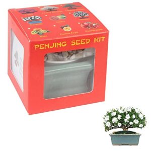 eve's garden dwarf gardenia penjing seed kit, the chinese art of bonsai, complete kit to grow flowering dwarf gardenia penjing from seed