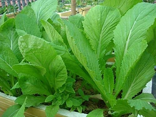 1 packet (500+ seeds) - Chinese Mustard - Small Gai Choi - Cai Be Xanh - Seeds