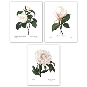 white flower art - 8x10 inch french botanical prints, redoute illustrations, set of 3 - unframed
