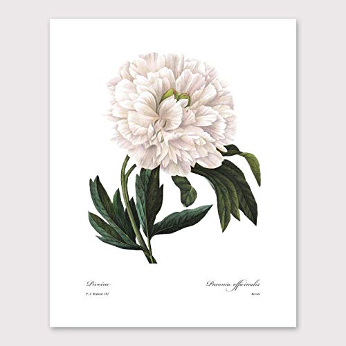 White Flower Art - 8x10 Inch French Botanical Prints, Redoute Illustrations, Set of 3 - Unframed