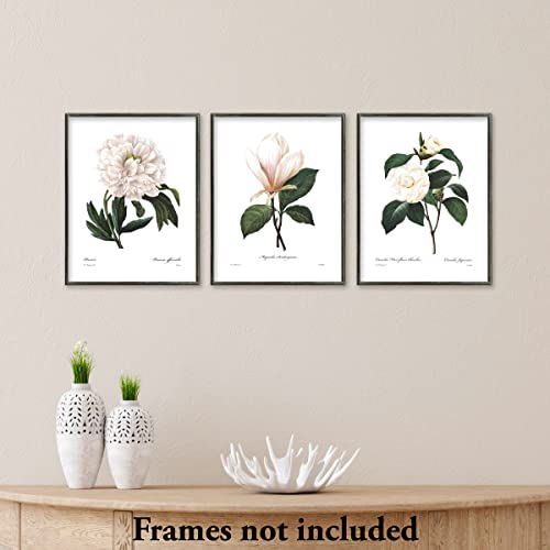 White Flower Art - 8x10 Inch French Botanical Prints, Redoute Illustrations, Set of 3 - Unframed